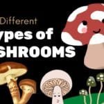 Different Types of Mushrooms In English Vocabulary | List of mushrooms in English