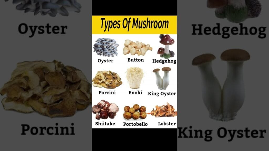 Types of Mushroom : Which One is Your Favorite? #mushroom