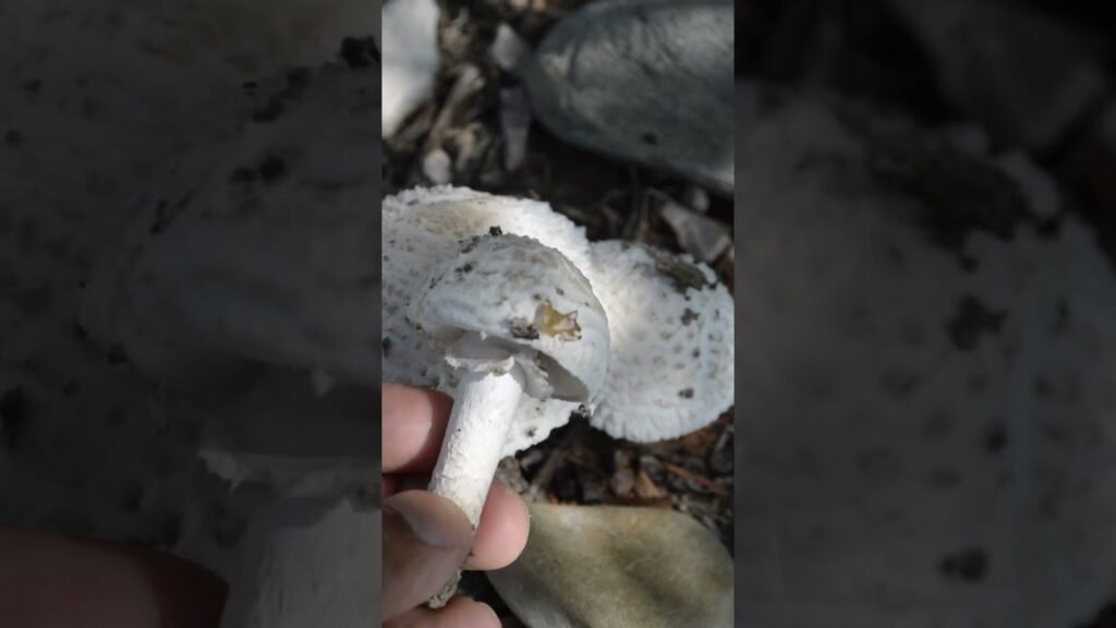 Different Types Of🍄Mushrooms .#100k #satisfying #trending #nature #shorts #fullhd #viral