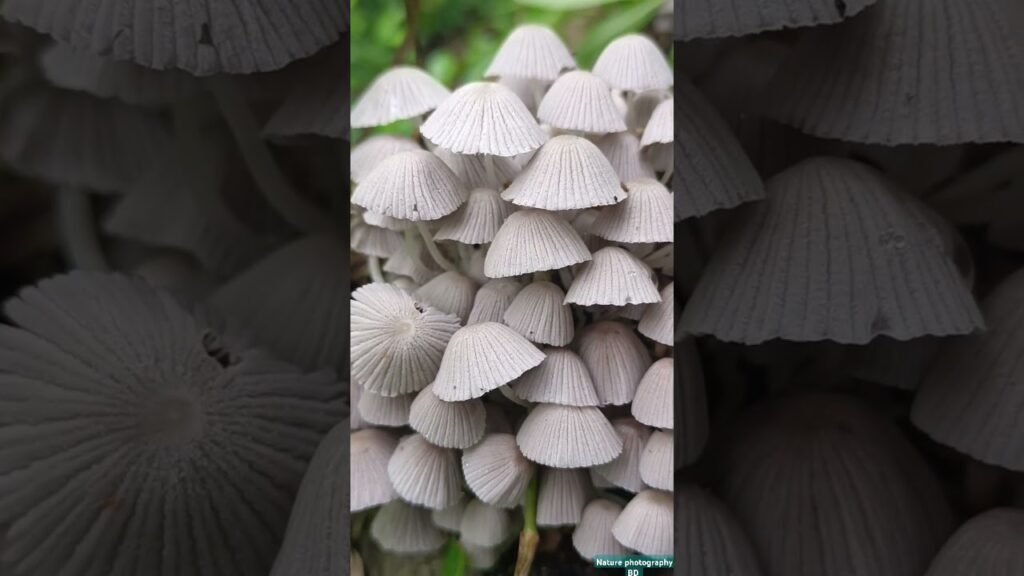 #Different types of mushrooms#          @ Nature _photography_Bd_2024