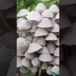 #Different types of mushrooms#          @ Nature _photography_Bd_2024