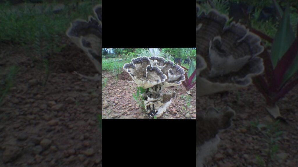 Different types of Forest mushrooms #ವಿವಿಧ ಬಗೆಯ ಕಾಡು ಅಣಬೆ 🌹
