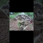 Different types of Forest mushrooms #ವಿವಿಧ ಬಗೆಯ ಕಾಡು ಅಣಬೆ 🌹