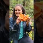 How many different types of mushrooms can you forage on one hike?