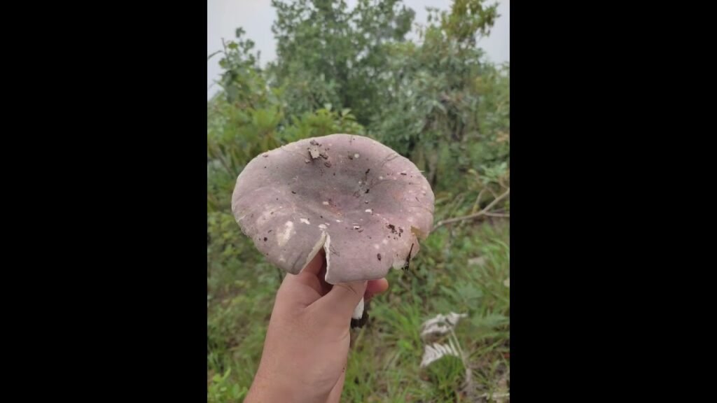 Different types of Mushrooms