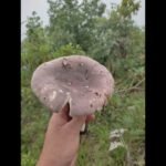 Different types of Mushrooms