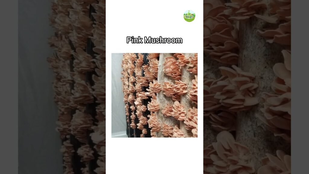 Mushroom Varieties | Types of Mushroom | #shortsviral #mushroomvarieties #azmiagriculture