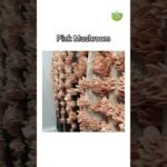 Mushroom Varieties | Types of Mushroom | #shortsviral #mushroomvarieties #azmiagriculture