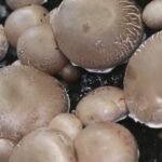Choosing the Right Mushroom Species: A Guide for Home Cultivation