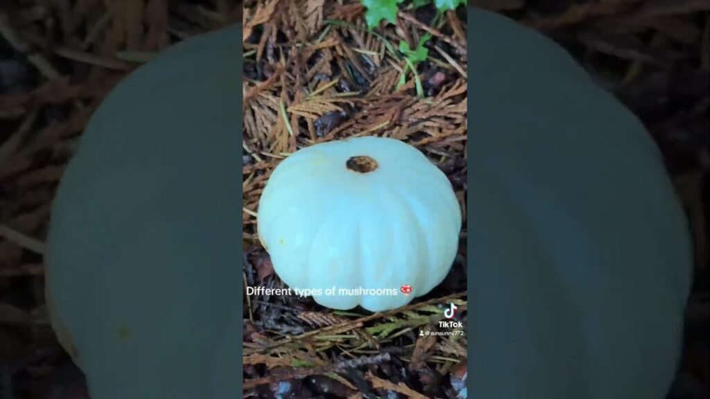 Types of mushrooms 🍄 #halloween #mushroom #envoûtement #vegpulao