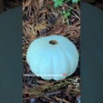 Types of mushrooms 🍄 #halloween #mushroom #envoûtement #vegpulao