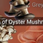 Types of Oyster Mushrooms Part-1 | V4 | #organicfarming #mushroom #businessideas #training