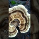 Which type mushroom…..? DoD_277