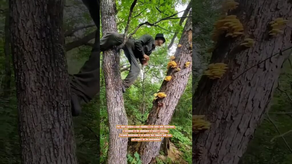Harvesting Nature’s Bounty:Foraging Mushrooms from a Tree