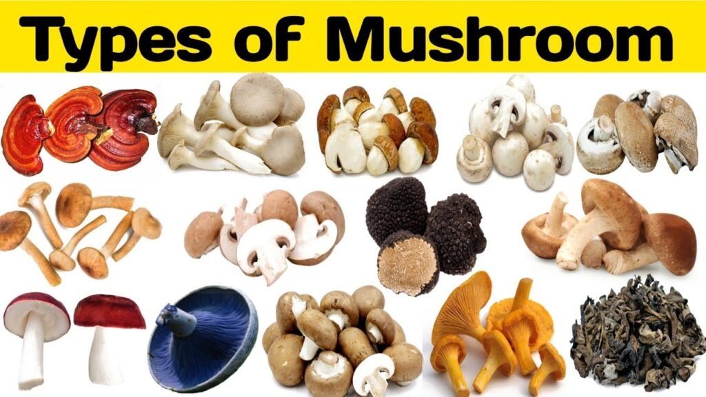 Types of Mushroom | Mushroom Name | Types of Mushroom Varities