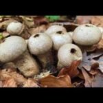 mushroom types, wonderful mushrooms, poisonous mushrooms and delicious mushrooms
