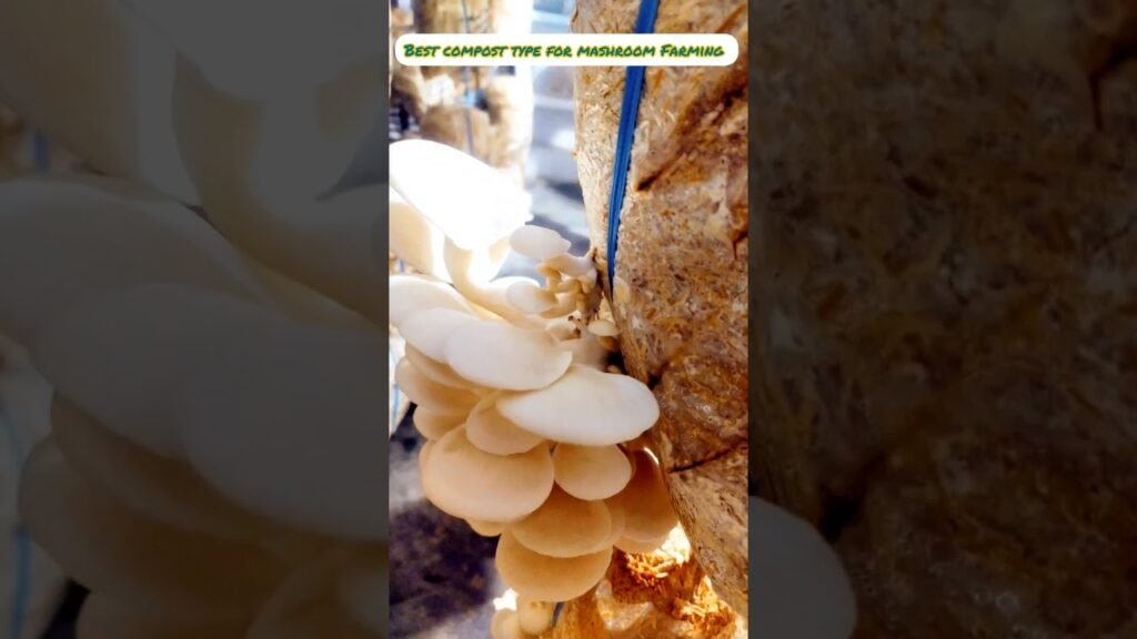 Best Type of compost for oyster mushroom farming | Agri Farming #mashroom  #ytshorts #viral #shorts
