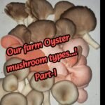 Part-I : Our farm Oyster mushroom types…!#shorts #ytshorts#viralshorts