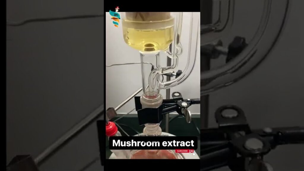 Mushroom Nutrients: HOW TO EXTRACT THEM