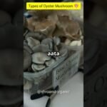 🌿 Discover Different Types of Oyster Mushrooms! 🍄✨ #shorts #youtubeshorts #oystermushroom
