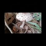 Different type of mushroom 🍄🍄