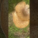 #mushroom #nature # educational what type of mushrooms are these? Comment if you no