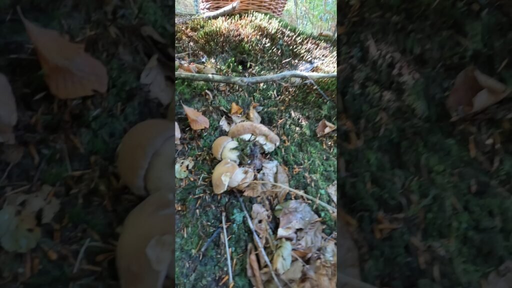 Boletus reticulatus/aestivalis #shorts #new #trending #foryou #nature #forest #wood #mushroom #pilze