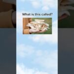 Can you name these types of mushroom? #learningenglish #avocadoenglish #mushroom #english