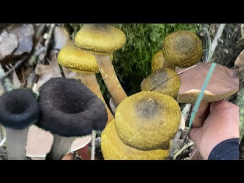 Picking different types of Edible Mushroom #trending  #yummyfood  #cookingvideo  #cooking #viralfood