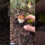 “Can you name this type of mushroom? 🍄🔍#MushroomHunting #NatureLovers #ForagingLife