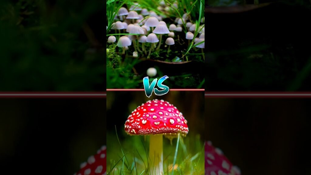 different types of mushroom #mushroom #garden #gardening #plants