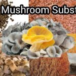Types of Mushroom Substrate for best & high yield |V10| #mushroom #farming #substrate #businessideas