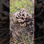 What Is This Fungus Fungal Mushroom species