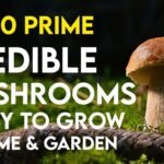 10 Prime edible mushroom varieties for home and garden | Easy to Grow mushroom for home cultivation