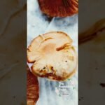 Fungi species Tests #shorts #mycology #science #mushroom #fungi #mushrooms #foraging #education