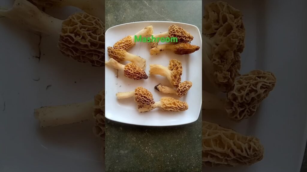 What is the best type of mushroom to eat? #mashroom #nature #hiking #village #guess #funny #protein