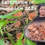 Types of eatable mushroom|| last season of 2024 #northeastindia