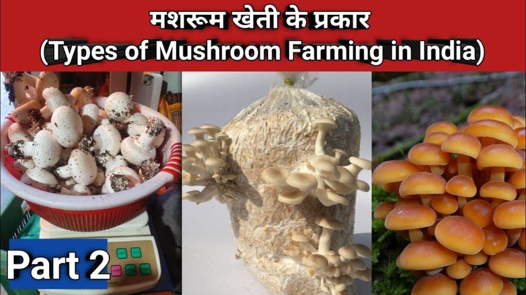 Types of Mushroom cultivation in India | मशरूम के प्रकार | Best climate for diff. Mushroom  Farming|