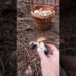 Boletus edulis, Porcino, Steinpilze #shorts #new #trending #foryou #nature #forest #wood #mushroom