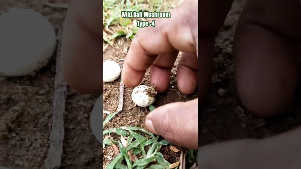 Wild Ball Mushroom Type -4 ||