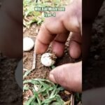 Wild Ball Mushroom Type -4 ||