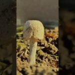 #shorts #mushroom #beautiful video #शॉर्ट्स #грибы #video #pilze