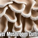 Unveiling Oyster Mushroom Varieties: Cultivation and Harvesting Secrets