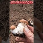 Boletus edulis, Porcino, Steinpilze #shorts #new #trending #foryou #nature #forest #wood #mushroom