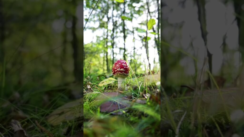 Species of mushrooms #shorts #trending #shortvideo