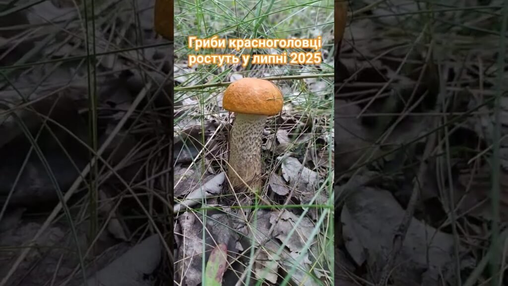 Гриби КРАСНОГОЛОВЦІ ростуть у липні! 🌳 Грибний збір влітку! 🌿
