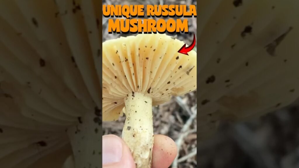 RUSSULA EARLEI MUSHROOM #foraging #mushroomhunting #fungi