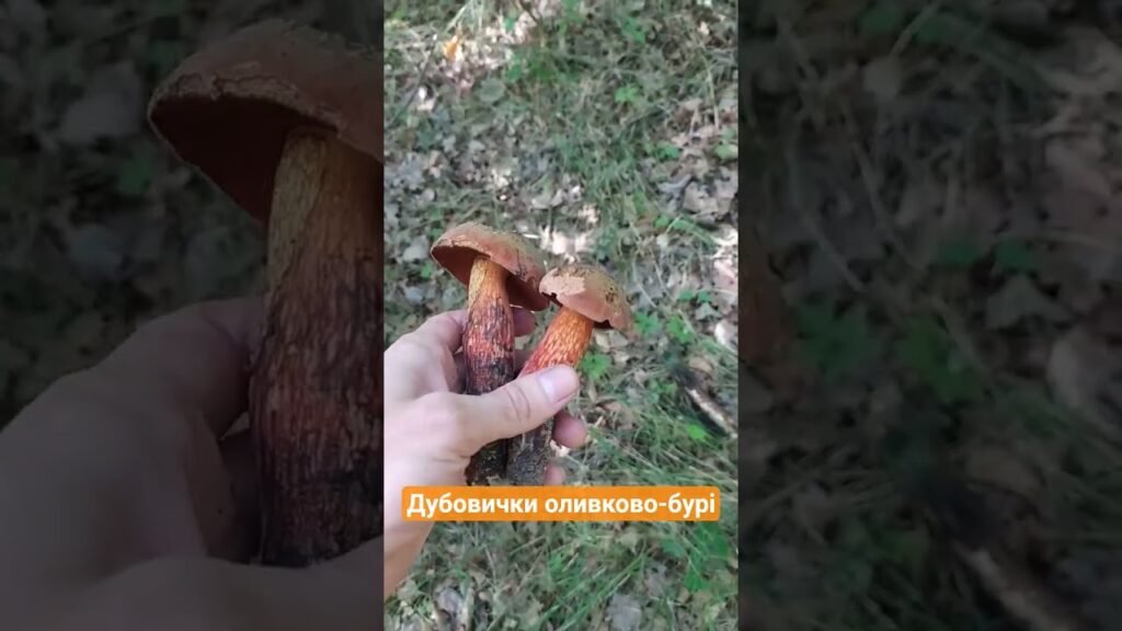 ДУБОВИКИ ВЛІТКУ! 🍄 Boletus luridus – гарний їстівний гриб.