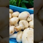 How to Clean Mushroom in Malayalam || How to Clean Button Mushroom || Mushroom Cleaning || #shorts