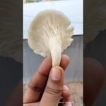 💢சிக்கன் மாதிரி சுவையில் சிப்பி காளான்🔥 – -Oyster Mushroom #shorts #tamil